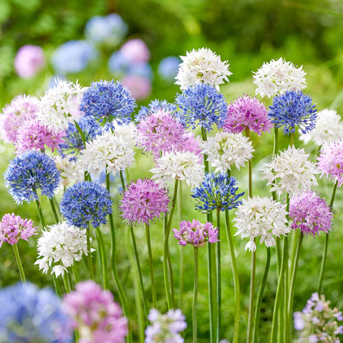 Pastel Pompoms Allium Mixture Seeds